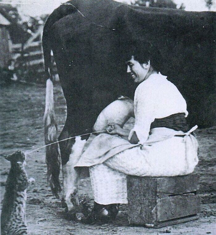 9. Кошачья жизнь на ферме, 1951 год