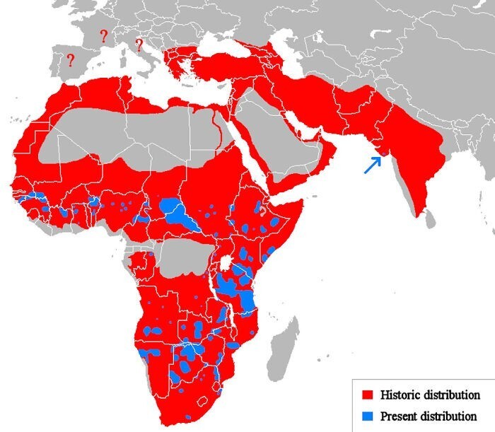 23. Исторический (красный) и современный (синий) ареал обитания льва