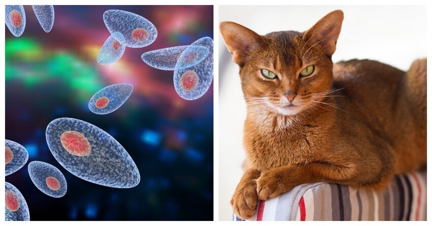 Токсоплазма: как кошачий паразит меняет поведение человека