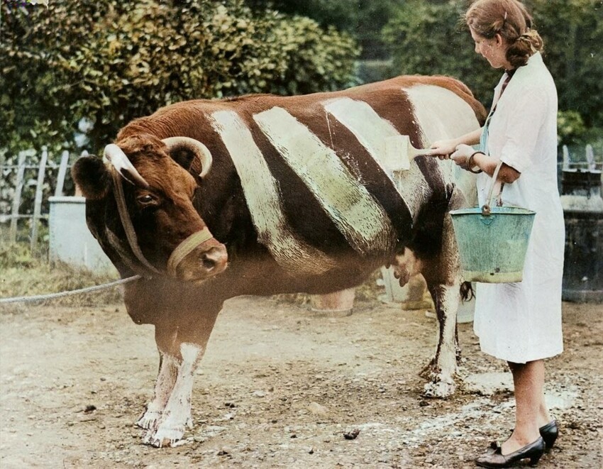 «Пукающий» противогаз и корова-зебра. 5 странных фотографий Второй мировой