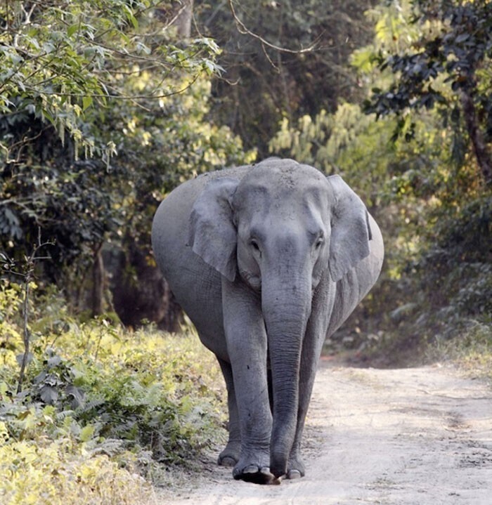Беременность слонов длится дольше, чем у остальных млекопитающих - от 18 до 22 месяцев