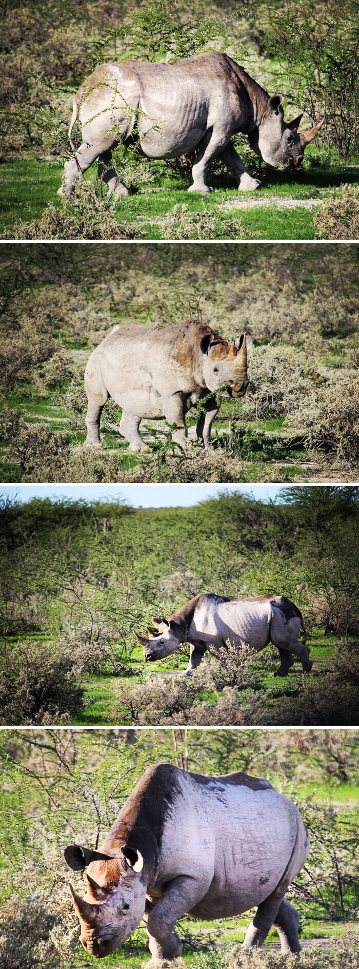 Беременная самка чёрного носорога