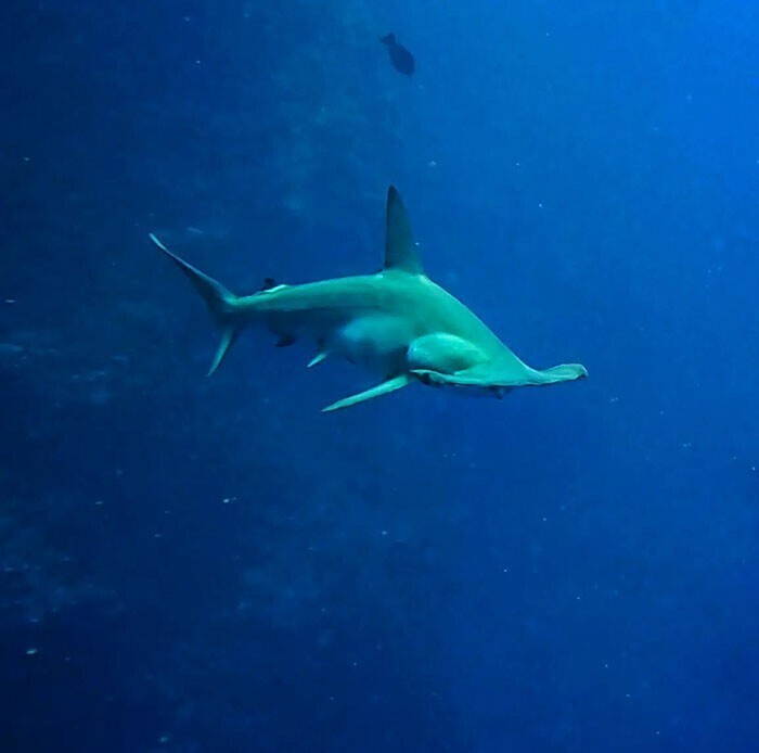 Вот беременная акула-молот