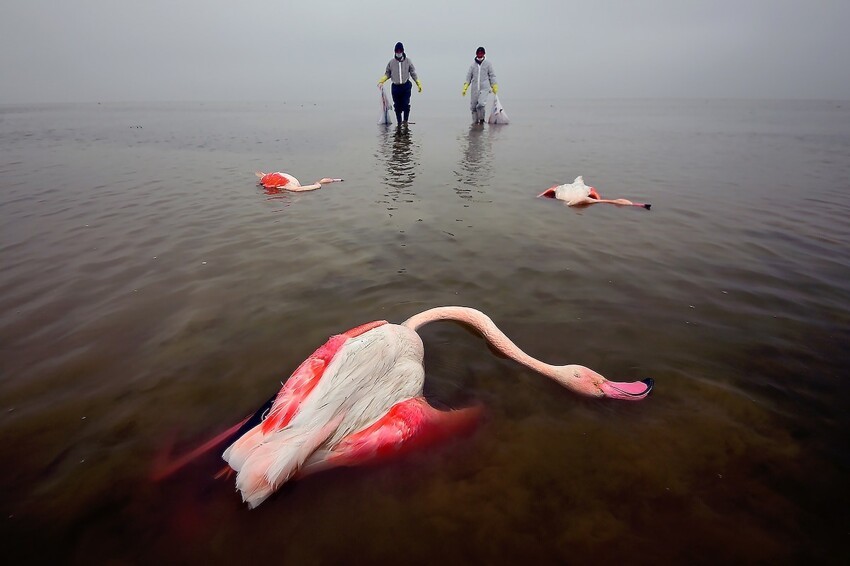 Экологический фотограф года: Мехди Мохеби Пур, «Жестокая смерть птиц». Мианкале, Иран.