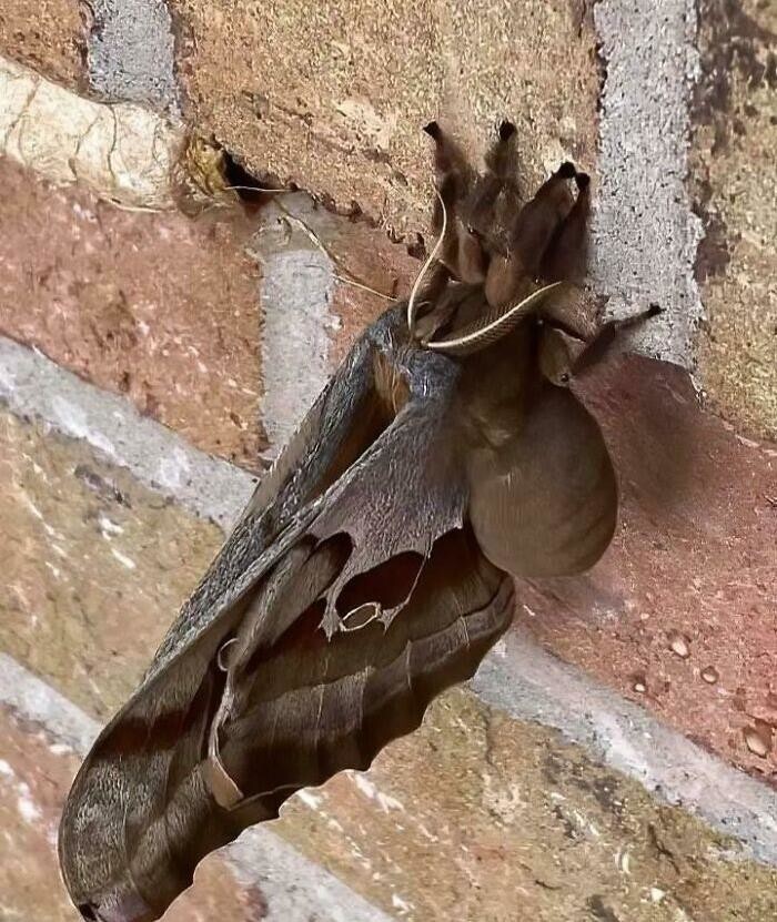 19. Antheraea Polyphemus. По сути, это тарантул с крыльями