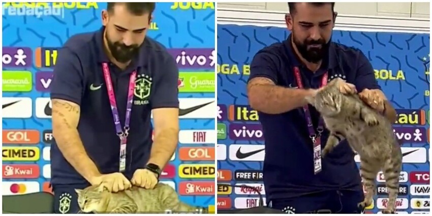 "Как он посмел?": сотрудник пресс-службы сборной Бразилии взял за шкирку кота и сбросил с постамента, взбесив полмира