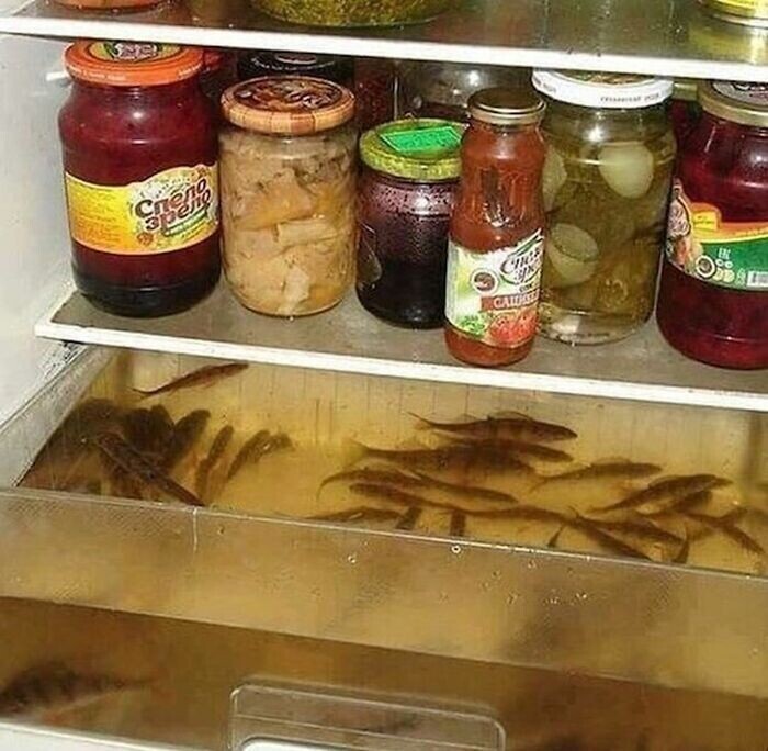 Рыбки плавают в холодильнике
