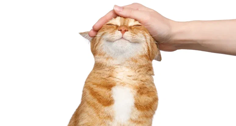 Феномен «адресованной коту речи». Могут ли кошки распознавать голоса своих хозяев?