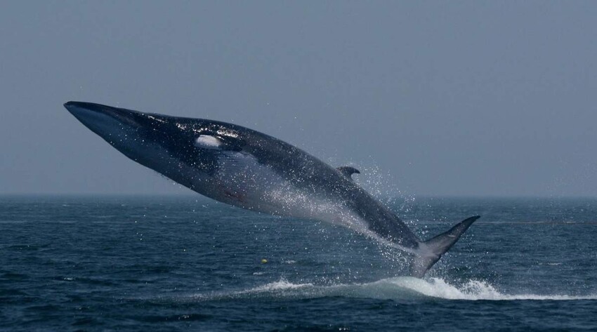 Микропластик в организме крупнейших млекопитающих: в пищеварительную систему синих китов ежедневно попадает порядка 10 млн таких частиц