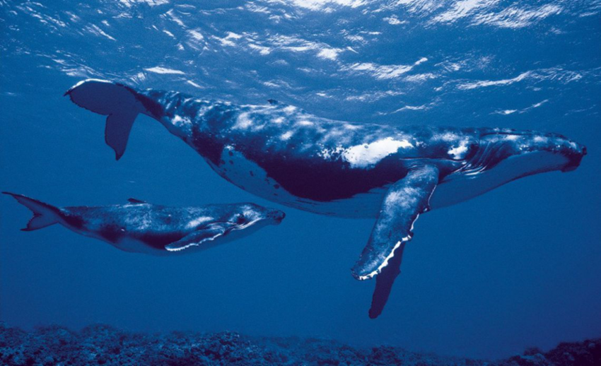 Микропластик в организме крупнейших млекопитающих: в пищеварительную систему синих китов ежедневно попадает порядка 10 млн таких частиц