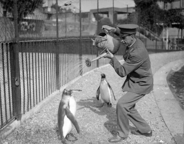 35. Смотритель зоопарка купает пингвина из лейки, 1930 год
