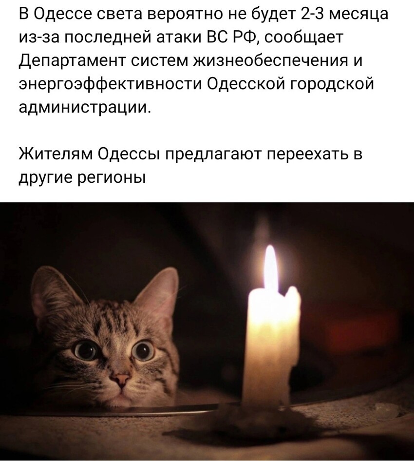 Котика жалко...