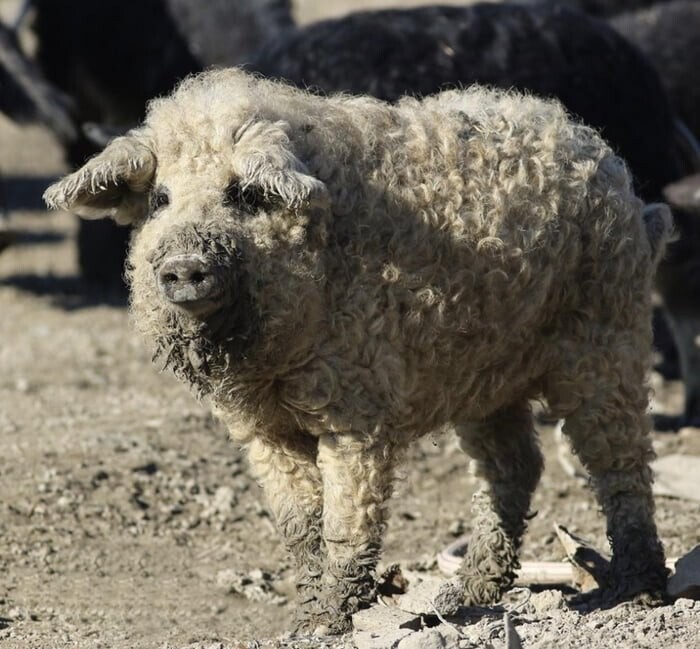 Эта порода свиней "мангалица" похожа на овцу и ведет себя как собака