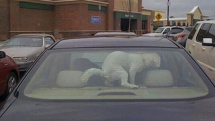 Вот что вас может ожидать, если оставить собаку в машине