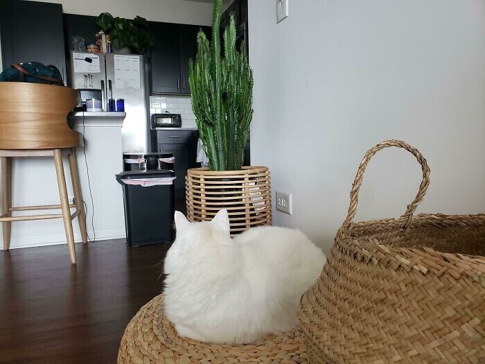 "Кот игнорирует меня из-за того, что я не разрешила ему есть кактус"