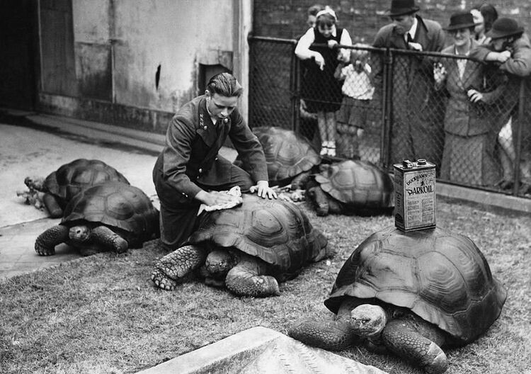 Лондонский зоопарк, 1930-е