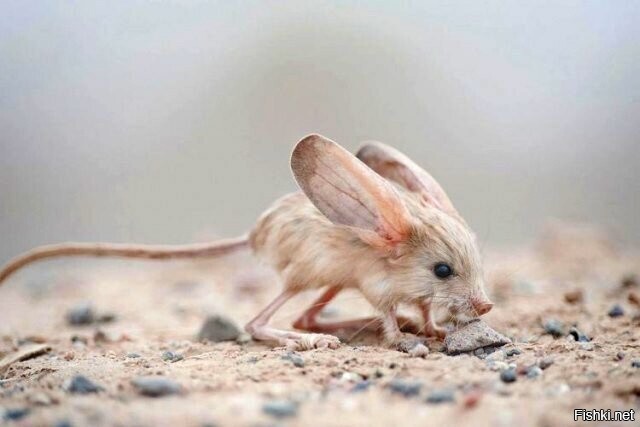 Длинноухий тушканчик — ночной грызун, похожий на мышь, с длинным хвостом, дли...