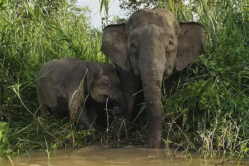 Борнейский слон: «Крошечные» островные слоны весом всего 500 кг. Эти редкие звери хранят великую тайну своего прошлого