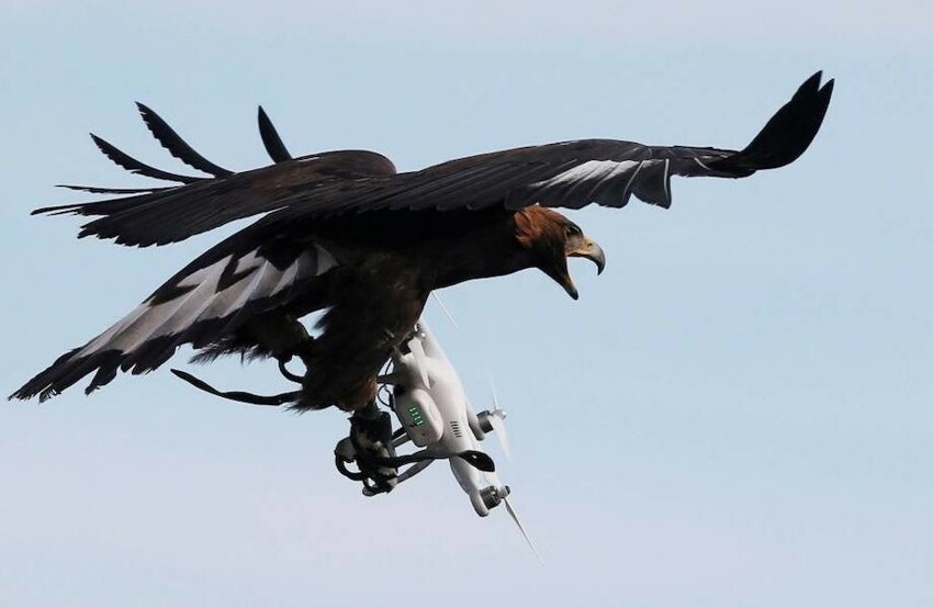Животным не нравится, что за ними наблюдают, поэтому они нападают на дроны