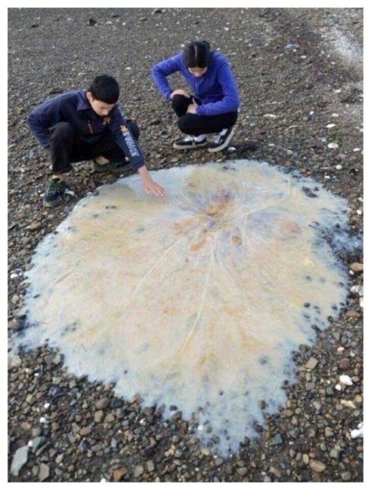 А это - огромная 1,5-метровая медуза, которую выбросило на австралийский берег