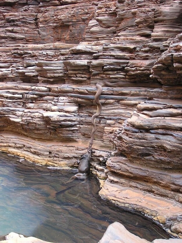 Огромный питон тащит из реки валлаби (сумчатое из семейства кенгуровых)