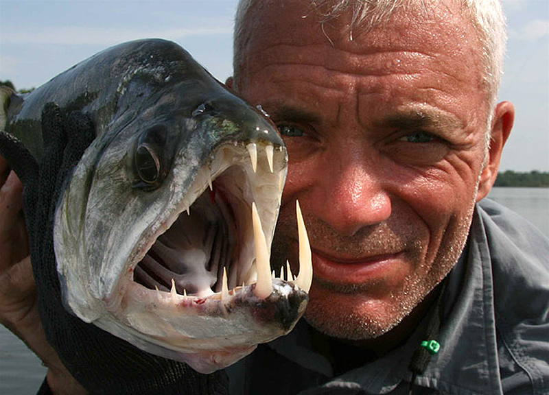Скумбриевидный гидролик: Опасная Амазонка. Саблезубая рыба, которая охотится на пираний и протыкает жертв насквозь