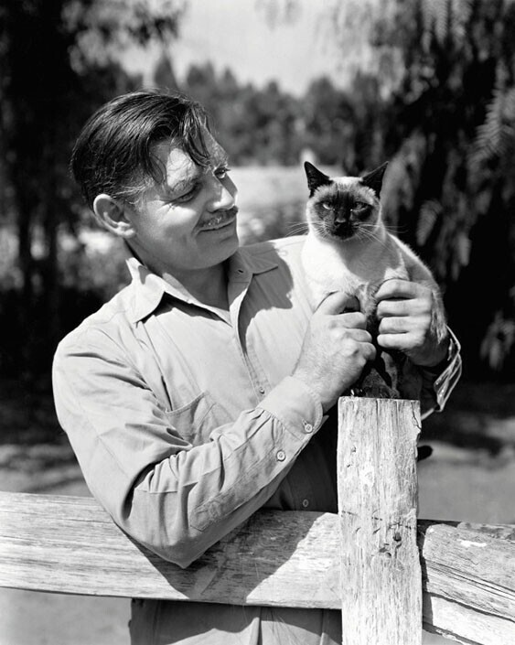 Кларк Гейбл позирует с одной из кошек, которые жили на его ранчо в долине Сан-Фернандо, 1945 год