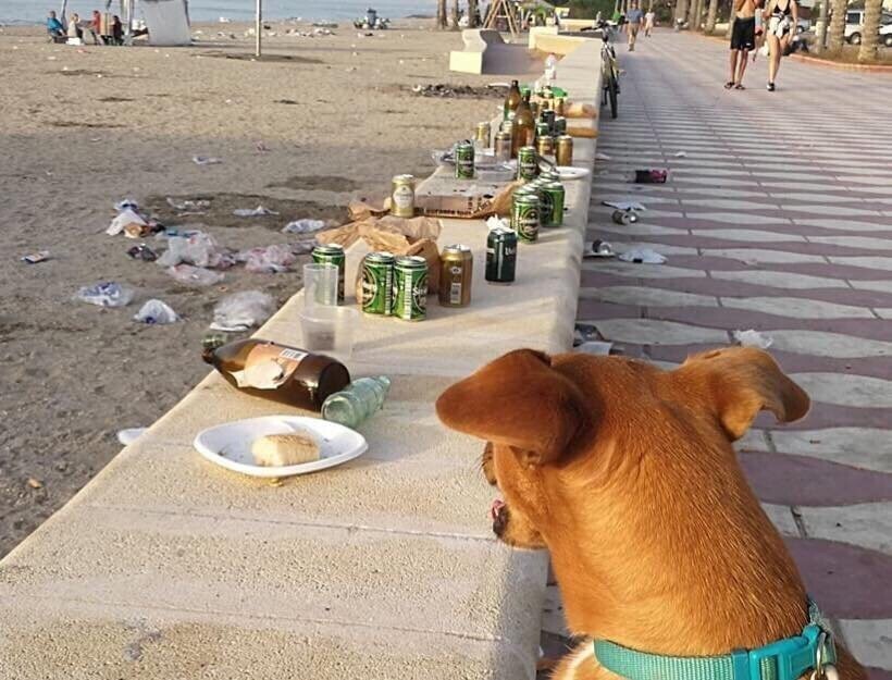 На этот пляж запрещено пускать животных