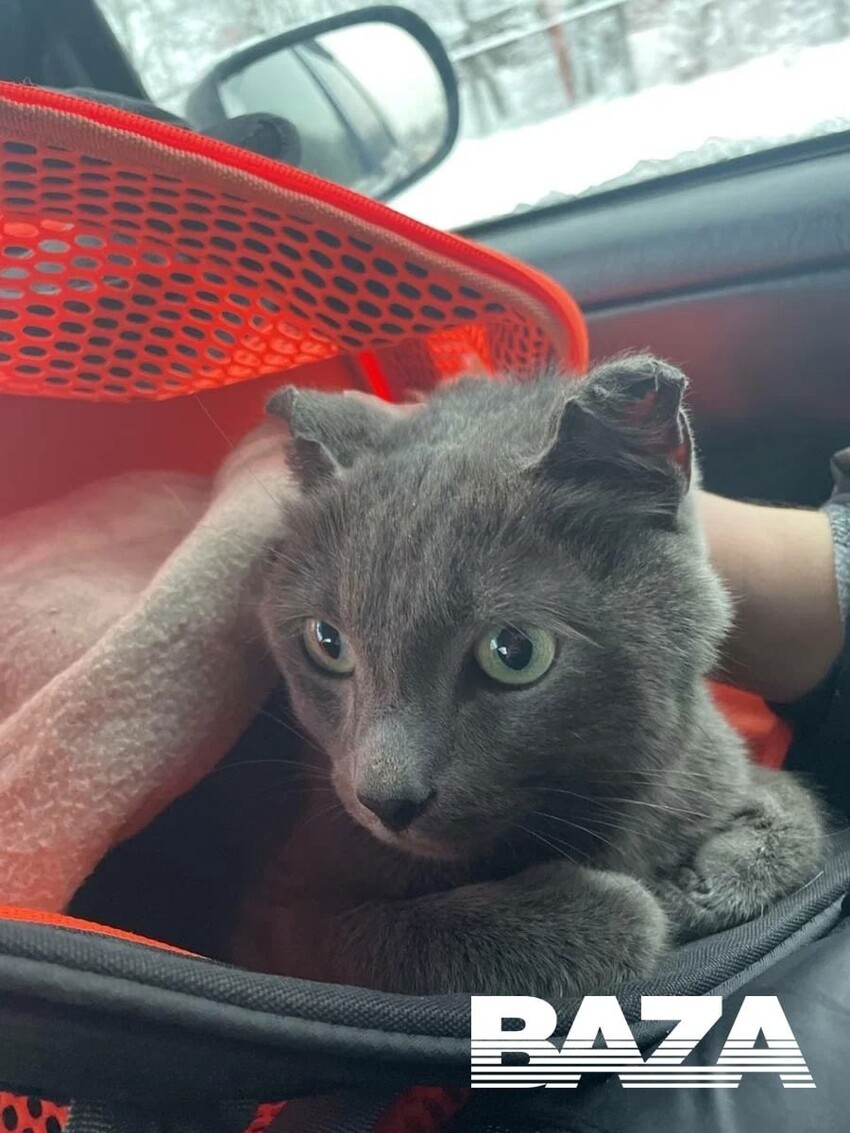 Сбежал с трапа: в Домодедово нашли кота, скрывавшегося месяц в аэропорту