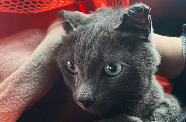 Сбежал с трапа: в Домодедово нашли кота, скрывавшегося месяц в аэропорту