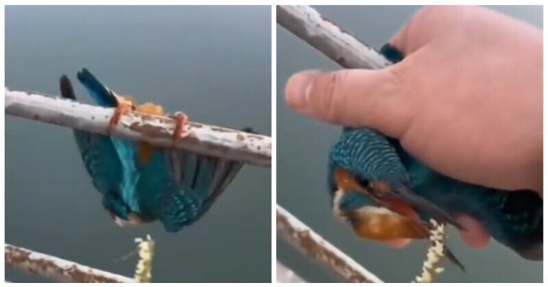 Мужчина спас птицу, примёрзшую лапами к ограждению
