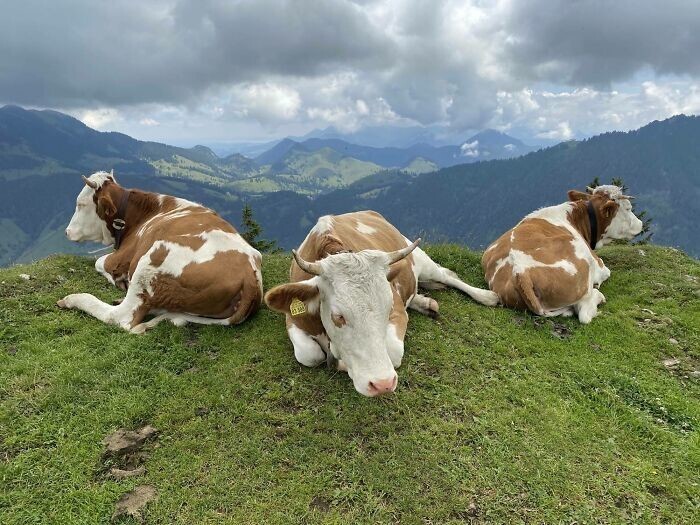 33. Коровы отдыхают в немецких Альпах