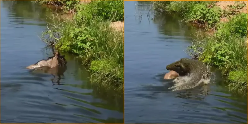 Антилопа спаслась от маленького крокодила, но оказалась в пасти огромного