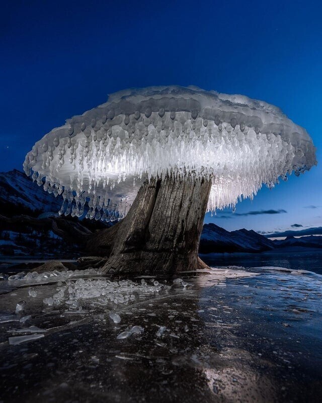 Ледяное дерево в Исландии