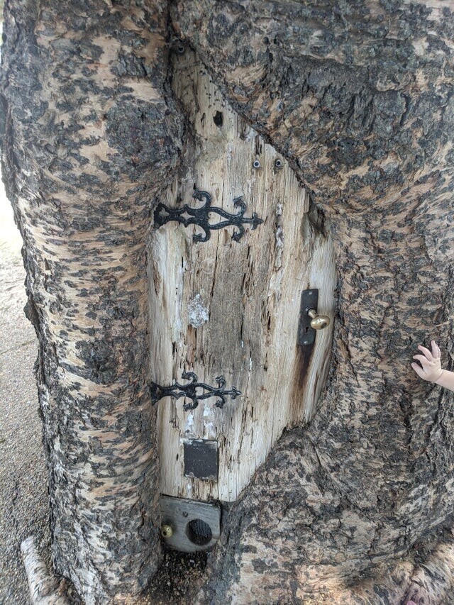 Мы увидели дерево с дверцей в нашем парке