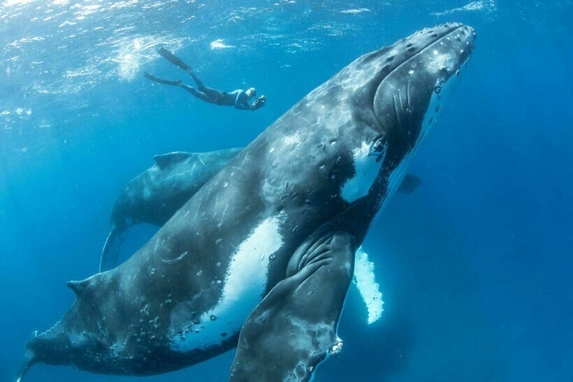 12 потрясающих снимков горбатых китов, которые играют с фотографами
