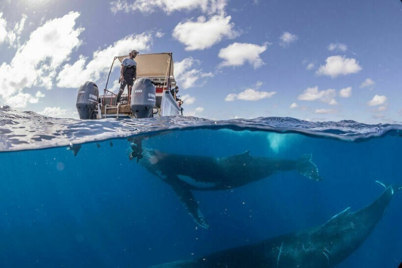 12 потрясающих снимков горбатых китов, которые играют с фотографами