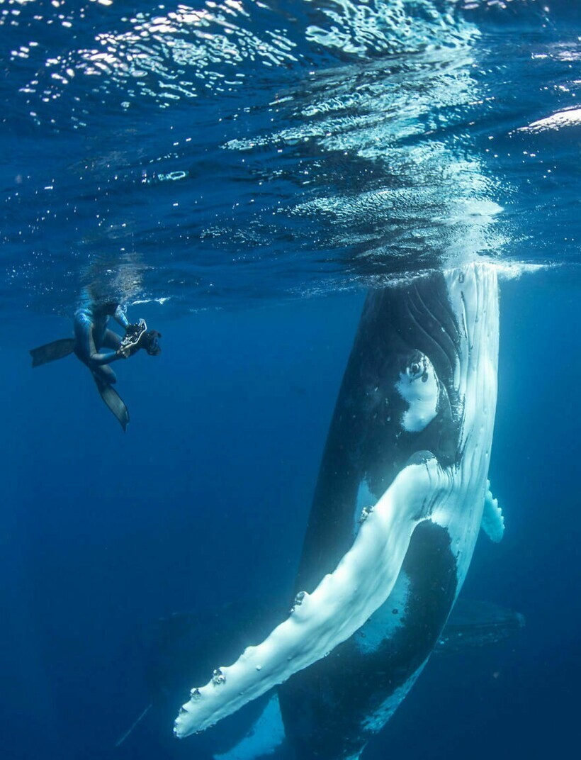 Фото кит с человеком рядом с