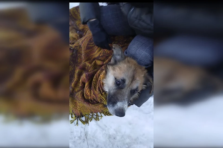 В Хабаровске подросток спас выброшенную в мусорный бак раненую собаку