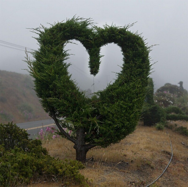 12 фото необычных топиарных деревьев из Сан-Франциско
