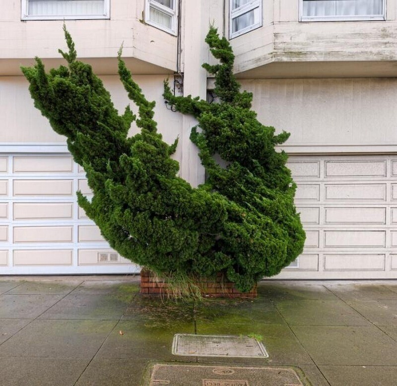 12 фото необычных топиарных деревьев из Сан-Франциско