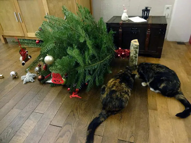 20 кошек, которые сломали новогоднюю ёлку и ничуть об этом не пожалели