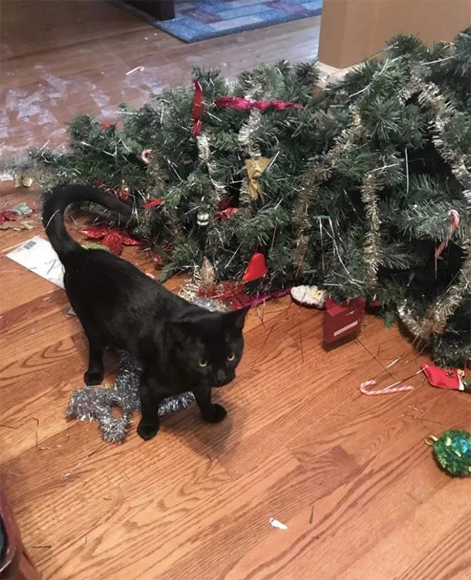 20 кошек, которые сломали новогоднюю ёлку и ничуть об этом не пожалели