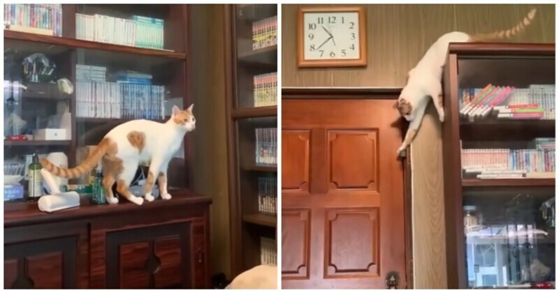 Смышлёный и целеустремлённый кот открывает дверь