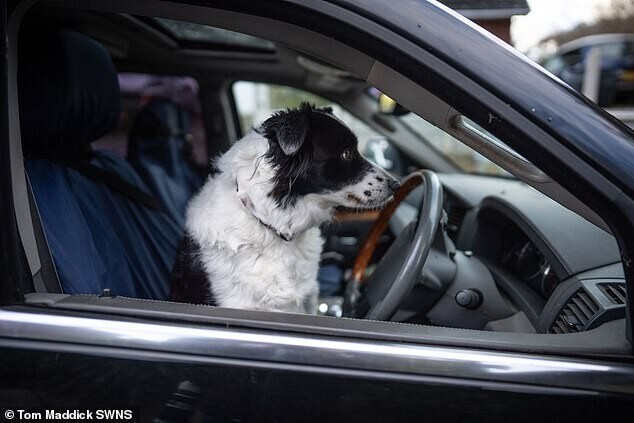 Собака попробовала себя в роли водителя и сразу устроила ДТП