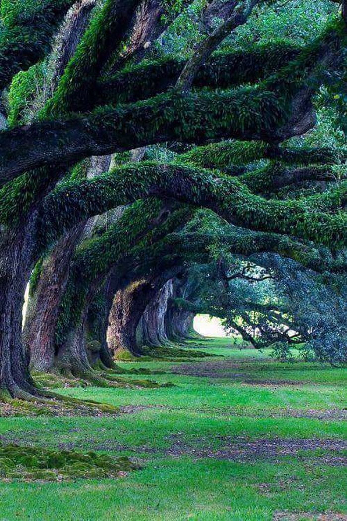 28. 300-летние дубы на плантации Дубовая аллея в Луизиане
