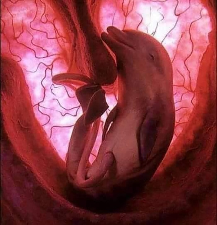 35. Детеныш дельфина в утробе матери. Изображение сделано с использованием революционной технологии четырехмерной визуализации и анатомически точных моделей