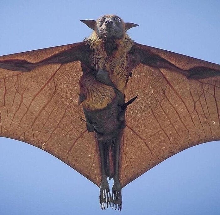 32. Индийская летучая лисица летает со своим малышом. Фотография Хеманта Кумара
