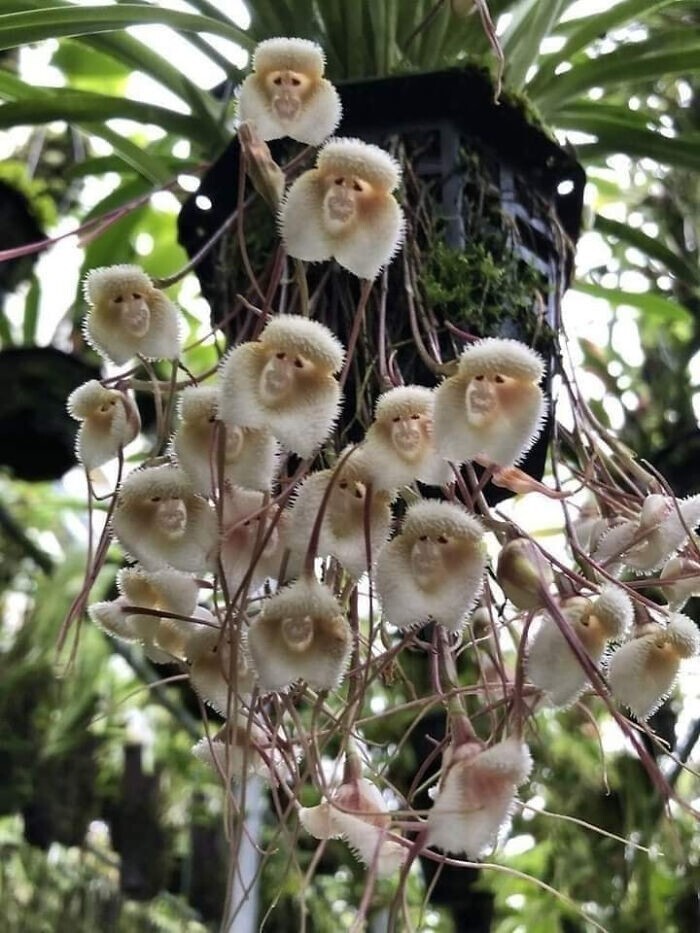 29. Орхидеи сорта (Dracula Simia) похожи на маленьких обезьянок
