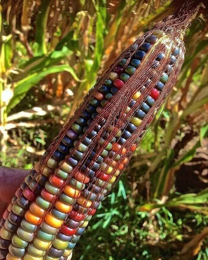 5. Самая красивая кукуруза на планете. Это индейский сорт под названием «самоцвет», и она действительно вырастает такой